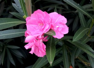 Pink Oleander