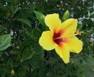 Yellow Hibiscus