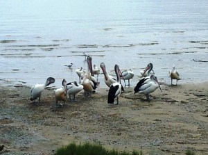 A Flock of Huge Pelicans. They were about 2 ft. tall.