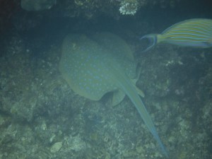 A spotted ray rests under a ledge during the day.