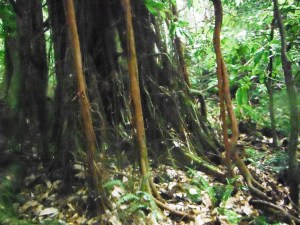 All of these trunks belong to the same tree.