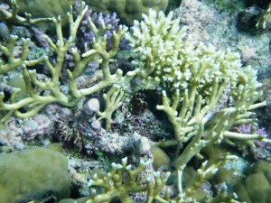 An Amazing Sea Garden