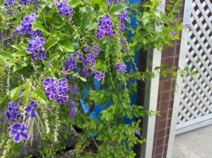 Beautiful flowering bush. I know they look enhanced, but this is untouched. Pretty stunning, huh.