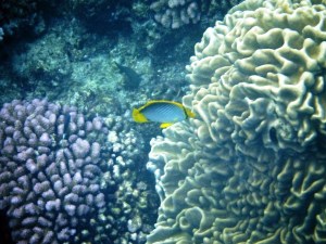 Black-Backed Butterfly Fish