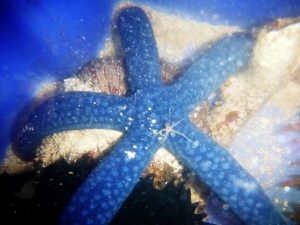 Blue Seastar with a tiny brittlestar hitchhiker.