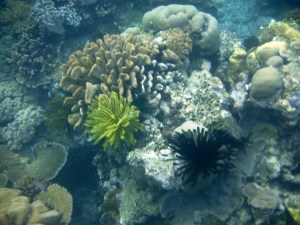 Green and black Feather Coral