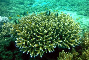 It was great to go down further and to get so close.