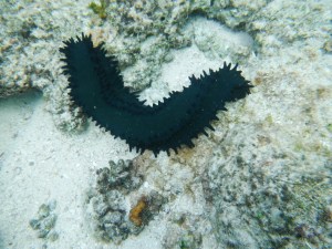 Licorice Sea Cucumber