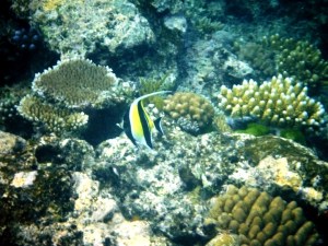 Moorish Idol Fish