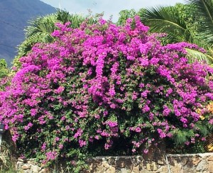 More Bougainvillea