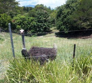Ostrich - This funny guy was there to greet us at the beginning of our trip. I think he was laughing at us on our Segways.