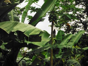 Papaya, banana, and coconut trees grew everywhere.