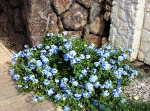 Plumbago