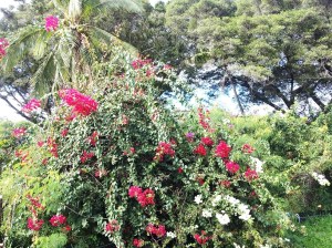 Riotous Bougainvillea