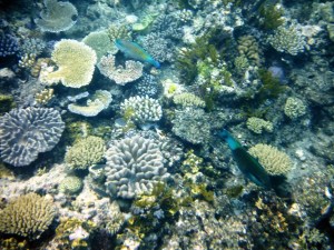 The diversity in the corals and among the fish was amazing.