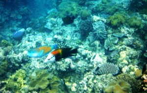 The larger multicolored fish is a Slingjaw Wrasse and the blue and yellow  fish next to it is a Parrotfish. Parrotfish have strong beaks to crunch on coral - their  favorite food.