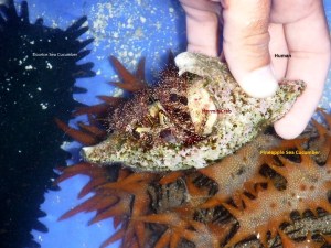 The Marine Biologist brought a tub of touchables that he collected and brought on board. After we all got a close-up and personal introduction, these creatures were returned safely to their home.