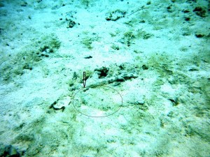 The small oval shape just below the arrow is a flounder. He is camouflaged to hide among the sand and rocks. The arrow is pointing at his eyes which are both on the same side of his body.