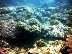 The snorkeling was like swimming through a tranquil and amazing sea garden.