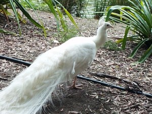 The white peacock is beautiful and rare. It is not an albino but is a member of the peacock family. They are indigenous to New Caledonia.