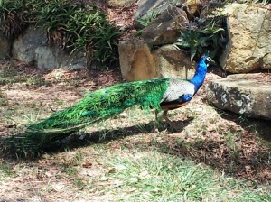 There were brilliantly colored peacocks strutting everywhere.