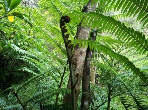 There were fiddlehead ferns all along the hike.