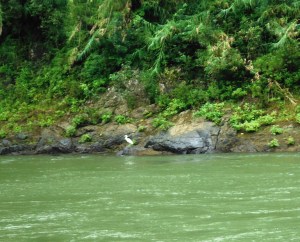 There were some signs of wildlife. I think the anaconda ate the rest - just kidding.