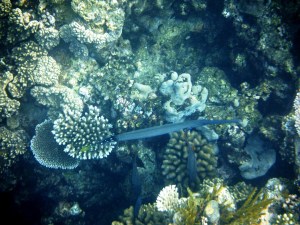 This funny guy is a Trumpetfish. I think that there are some others in there too.