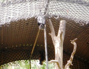 This is called a flying fox. It is a batlike animal that looks like a small fox. They do in fact fly but use sight instead of sonar to navigate.