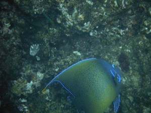 This very colorful character is a Half-Circle Angelfish.