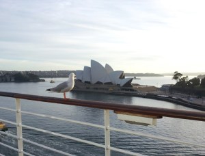 Tom, the seagull and I gazed at the beautiful Sydney Opera House.