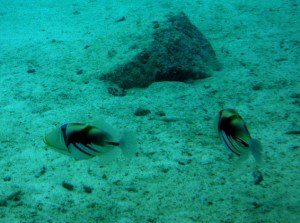 Trigger Fish
