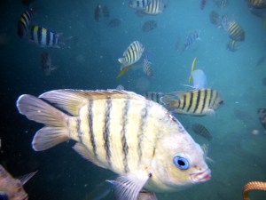 Up close and personal. That's my camera strap in the lower corner.