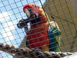 A macaw - up close and personal.