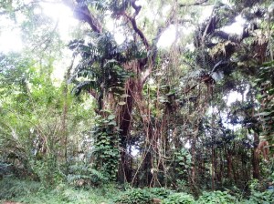 We hiked through a rain forest and it lived up to its name. It rained throughout the hike.
