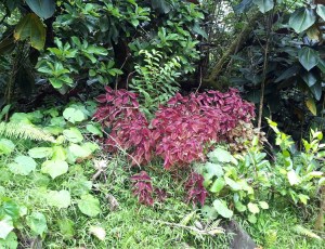 Wild Coleus
