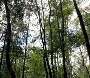 1 Yet another view of the cantilever.