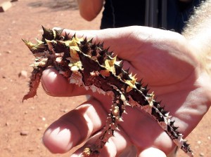 6 We got to see and hold this pretty little thorn devil.