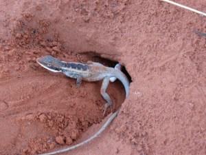 At the resort we saw this lizard digging her hole, but our friend, Carey got the picture of her actually laying her eggs.