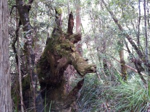 A kangaroo in the wild!! Okay, it's really just a log, but it kind of looks like a kangaroo.