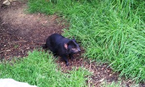 A real live Tasmanian devil. They look like tiny little black bears.