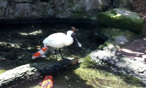 A Roval Spoonbill standing on a log in a carp pond.
