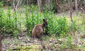 A wallaby in the brush. They are too cute.