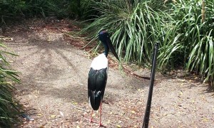 An Australian Black Neck Crane
