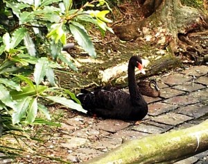 An Australian Black Swan