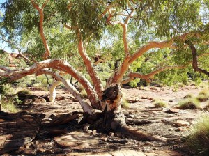 Another white ghost gum. The name white ghost comes from the fact that they seem to glow at night.