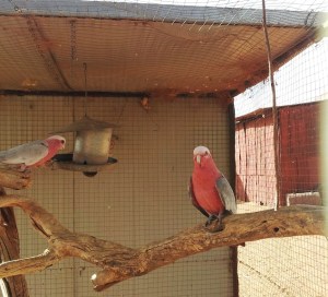 Australia is known for its diverse parrot population.  We saw flocks of these in the wild.