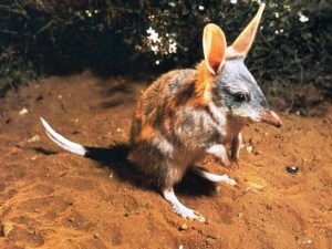 Bandicoot - This funny little guy is kind of a cross between a mouse and a kangaroo.