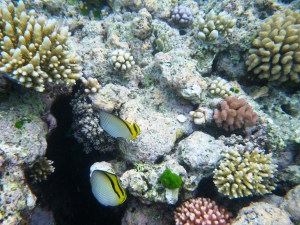 Butterflyfish usually travel as a couple - like us.