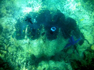 Giant Clam